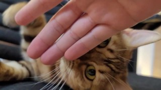 Furry bites you in intense play