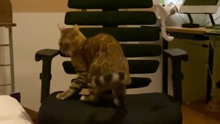 A kitty playing with a chair.