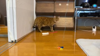 gets very excited when her favorite toy is brought out ........