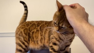 Lonely kitty wants a reward for staying at home ... . I'll pet her a lot.