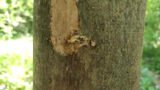 Cumshot on 'cum here' tree , showing cum close up and piss at a cruising area