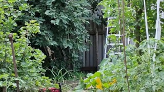 The cherry is ripe. I am harvesting.