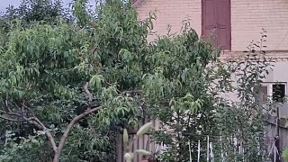 After a hot day, I water the garden