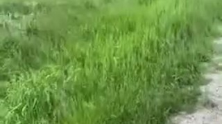 Public piss and stroke