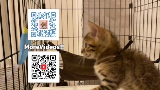 Hot kitty sucks deliciously on you ... . Pussy eating while staring at you