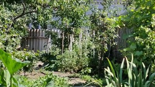 Under the sun in the garden