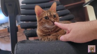 High-flying furry kitty feels nothing for what you do .... Ignored owner