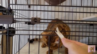 Pussy who wants your treat and tries hard to lick it . . I can see all the way into her mouth!