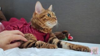 A furry in a dress stares at you on your bed ... .