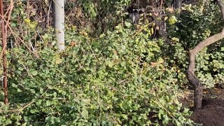 I am doing autumn things in the garden