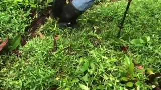 Farmer got bush head and love , SUBSCRIBE to my onlyfans for the full video 