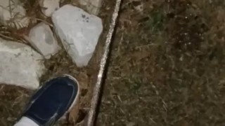 Back Yard Night Pissing