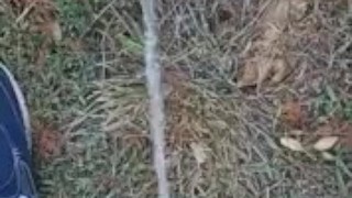 Risky Backyard Pissing