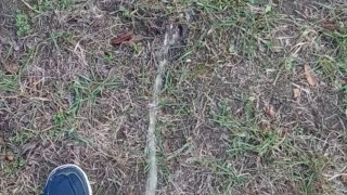 Backyard Pissing