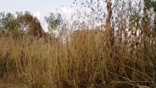 Tiro al blanco con pipí