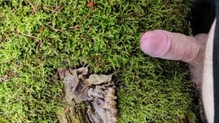 Cock Friction Moos in the forest