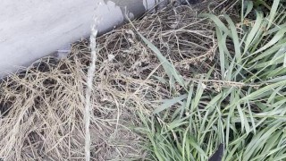 Piscio sul muro nel prato