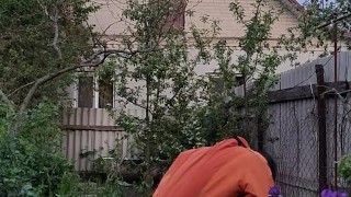 Evening in the garden