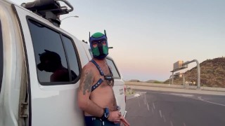 Pup highway pissing