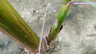 我在香蕉里撒尿感觉很好。 3🌱