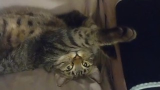 Adorable Kitten Waking Up