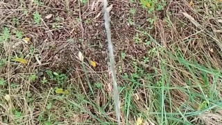 ARONCORA Step MOM Compilation Pissing drink