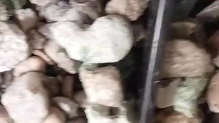 lyricalist but not passiontless