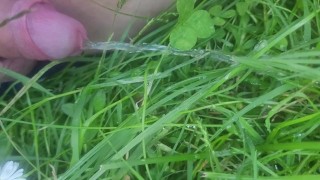 Pee in the grass