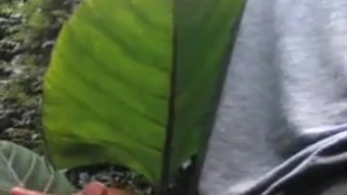 BISEXUAL BBC FROM SOUTH AFRICA OUTDOOR DICK FLASHING