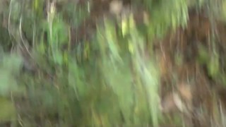 LOUD MOANING BBC IN THE JUNGLE