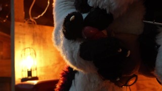 Husky Fursuiter Suspension Jerkoff