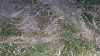 I masturbate outside under a blanket so my parents won't see me - IkaSmokS