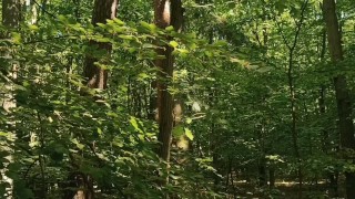 Relaxing forest view, filmed from a tree