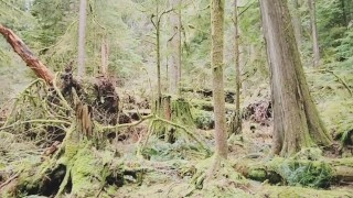 Massive Tits MILF let's me fuck