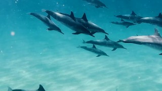 Dolphins Kammeran