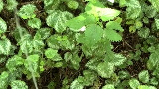 Risky Walkway Forest Piss