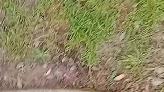 Backyard Risky Pissing