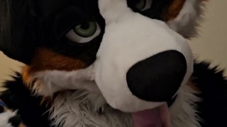 Horny murrsuiter AngryBarks licks and teases ManedStripes