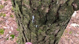 Hiker masturbates during forest hike and cumson tree