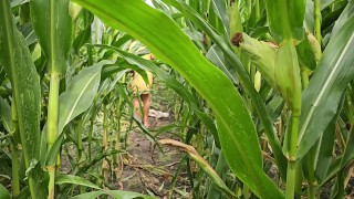 Voyeur a girl masturbating in Corn Field n CUM Creampie her