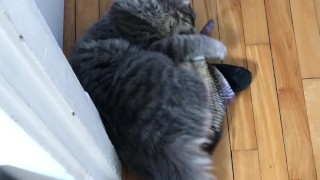 cute cat playing around