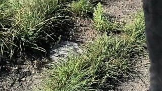 Pissing in the middle of fields