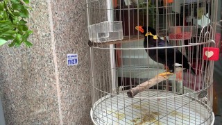 A talking bird in Vietnam. Saigon