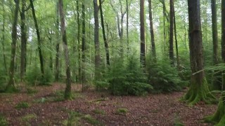 Pissing in the beautiful forest