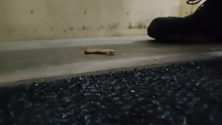 Dog Biscuit Walkover Grind Crush & Trample, size 11 dirty boots 89kg 👣👣