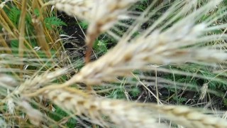 Farmer shows his dirty rubber boots and pee huge in the wheat field
