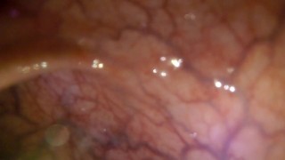 POV: Gulping you into the tip of my transverse