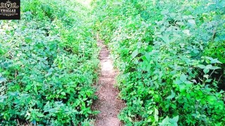 Lost in the Jungle Gets Fucked on all Fours