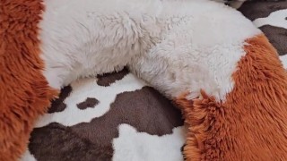 play with @AngryBarks Dogs must be !