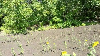 Sunflowers